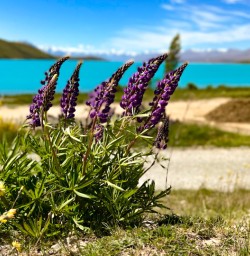 1. Lupins at Lake Tekapo