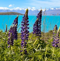 1. More Lupins