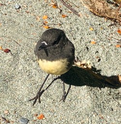 1. South Island Robin Routeburn Track