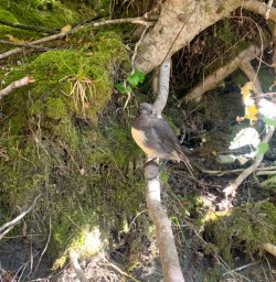 1. South Island Robin on Routeburn Track