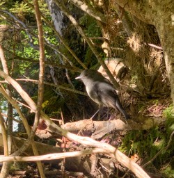 1. South Island Robin