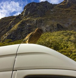 2 A cheeky Kea on the van roof
