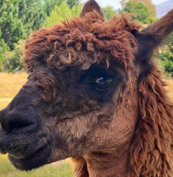 Alpacas are cute
