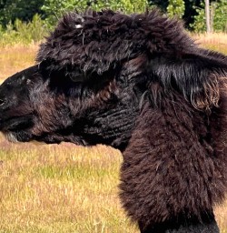 Alpacas in Arrowtown 