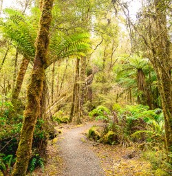 Beech forest in New Zealand 