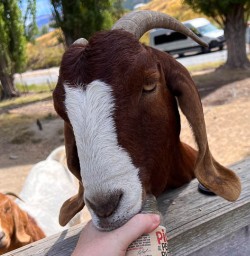 Feeding goats