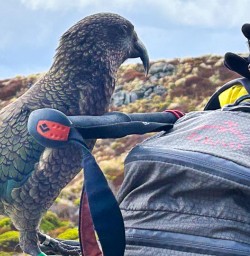 Helicopter ride and day walk on Kepler Track 26 November 2024 3