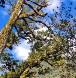 Hike the Routeburn Track adventure