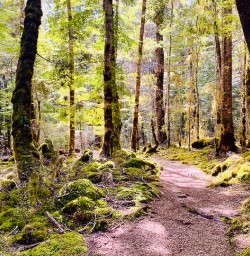 Kepler Track walking tours 2