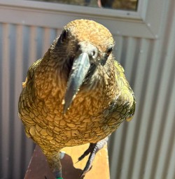 Meeting local wildlife on a New Zealand Trails walking tour 