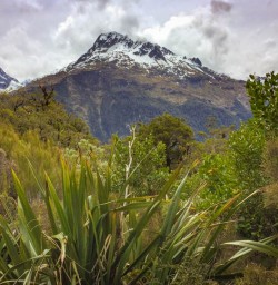 2 Milford Track bush scenery