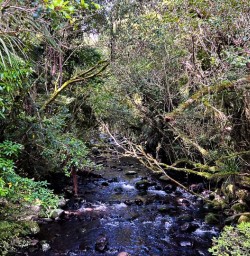 Pureora Forest