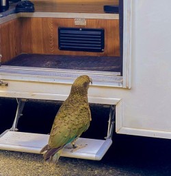 Routeburn Track Kea bird exploring