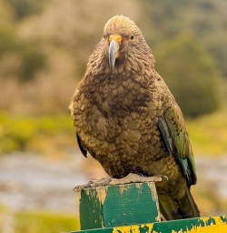 Routeburn Track Kea bird