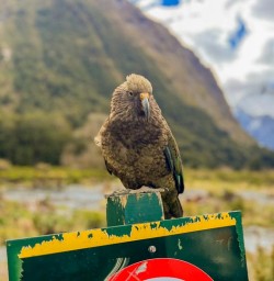 Routeburn Track Kea