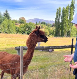 Stop off to see alpacas on walking and cyclin tour 