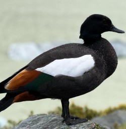 Your Choice in AorakiMount Cook National Park 18 November 2024 5