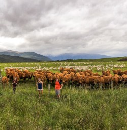Cows at Te Anau, Fiordland New Zealand