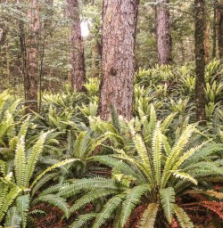 Ferns at Kepler Track, Fiordland New Zealand