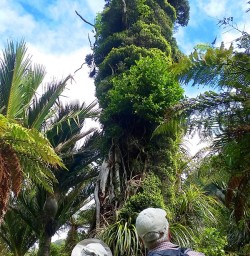 Hiking Paparoa National Park