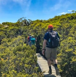 Hiking through bush Key Summit