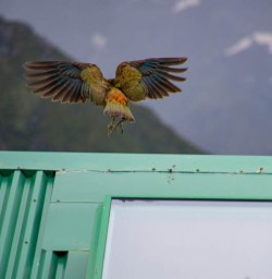Kea flying Mount Cook