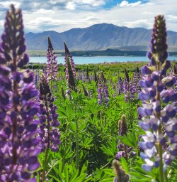 Lake Tekapo Lupins