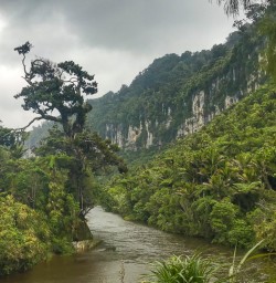 Limestone cliffs Paparoa National Park