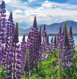 Lupins at Lake Tekapo