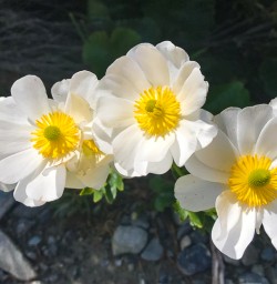 Mount Cook Buttercup