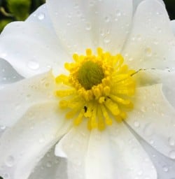 Mount Cook Buttercup