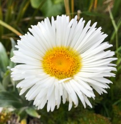 Mount cook Wild Flowers
