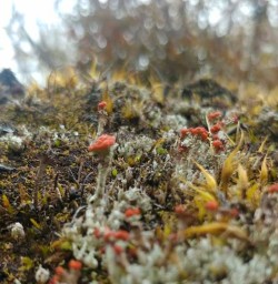 Native plant