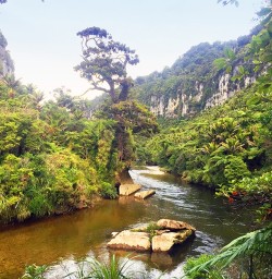 view of the pororari river paparoa national park new zealand