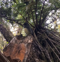 Robin bird at Paparoa National Park, West Coast New Zealand