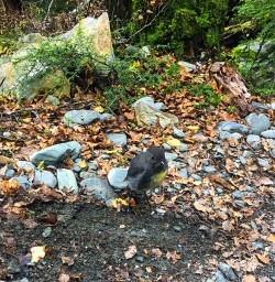 A little Robin Bird came out to say hello at the Routeburn Track