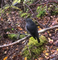 Robin bird at Routeburn track, Otago New Zealand
