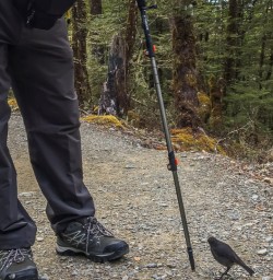 Robin Bird on Routeburn Track, Otago New Zealand