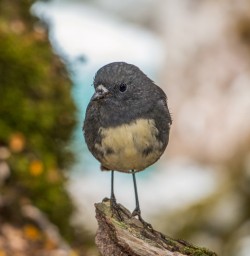 Robin bird on Routeburn Track river, Otago New Zealand
