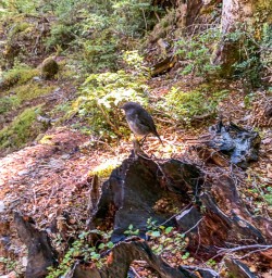 Robin bird at Routeburn track Otago New Zealand