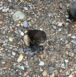 Robin bird at Routeburn track, Otago New Zealand