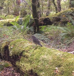 Robin bird at Routeburn track Otago New Zealand