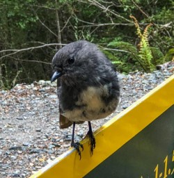 Robin Bird at Routeburn Track, Otago New Zealand
