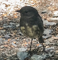 Robin bird at Routeburn track Otago New Zealand