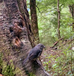 Robin bird at Routeburn track, Otago New Zealand