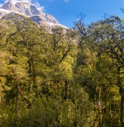 Routeburn track, Otago New Zealand