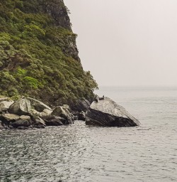 Seals at Milford Sound, Fiordland New Zealand