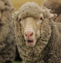 Sheep at Mount Nicholas farm, Otago New Zealand