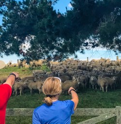 Sheep spotting Fiordland