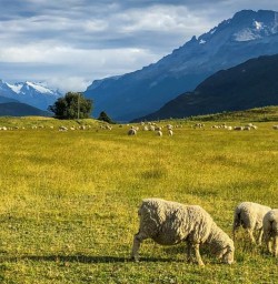 Sheeps in New Zealand